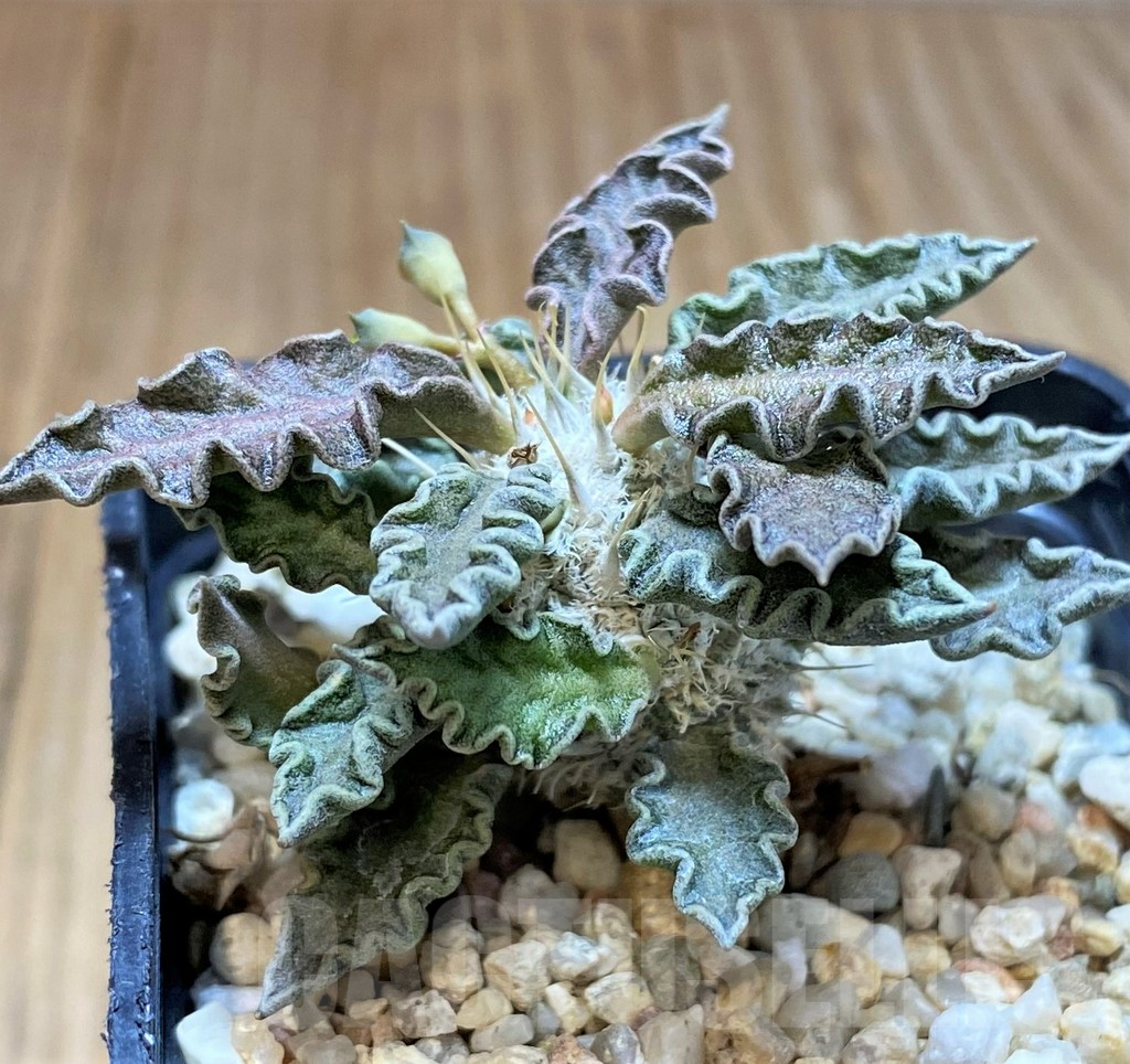 SH4535 Euphorbia tulearensis - immagine 2