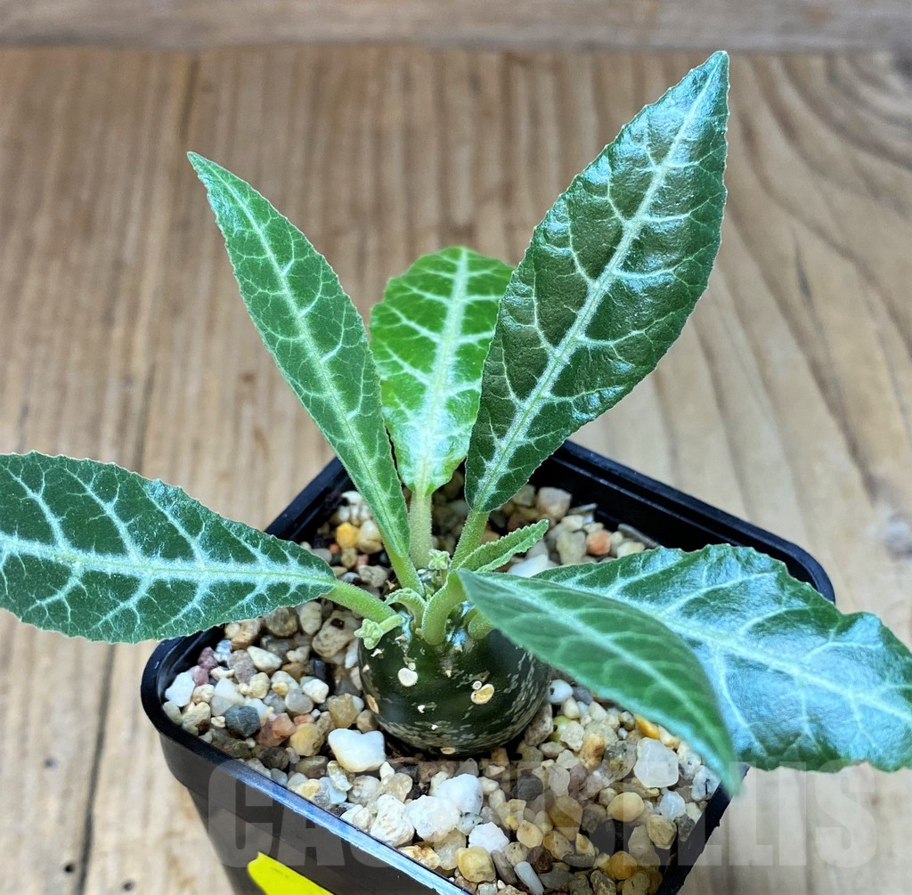 SH4536 Dorstenia lancifolia