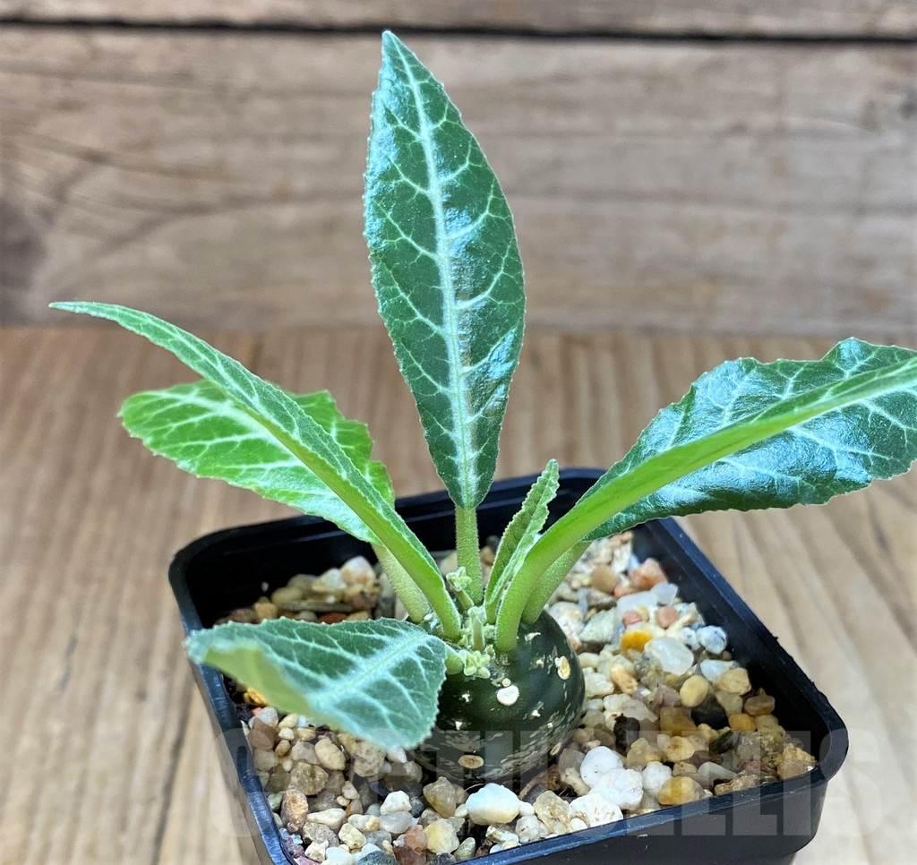 SH4536 Dorstenia lancifolia - Image 3