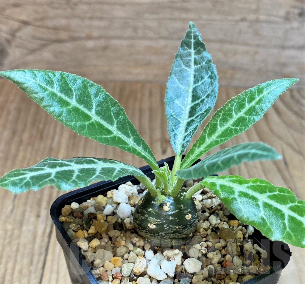 SH4536 Dorstenia lancifolia - Image 2