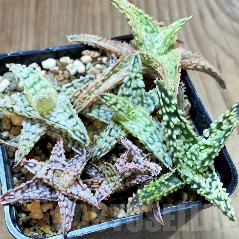 SH4482 Aloe TCT hybrid mix