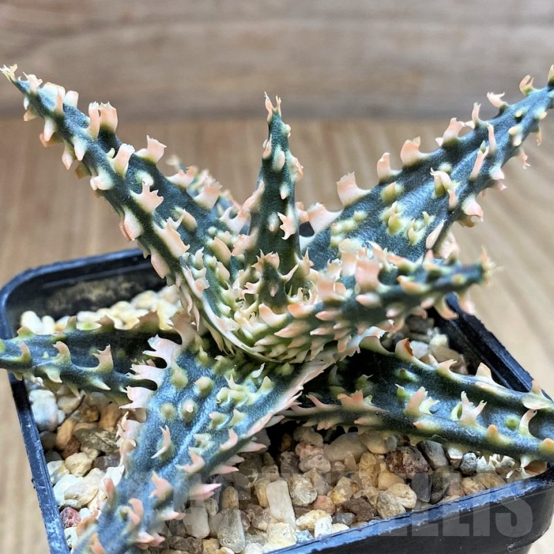 SH4488 Aloe TCT hybrid