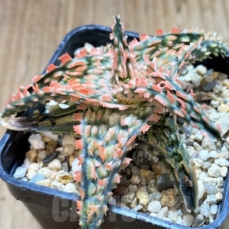 SH4494 Aloe TCT hybrid