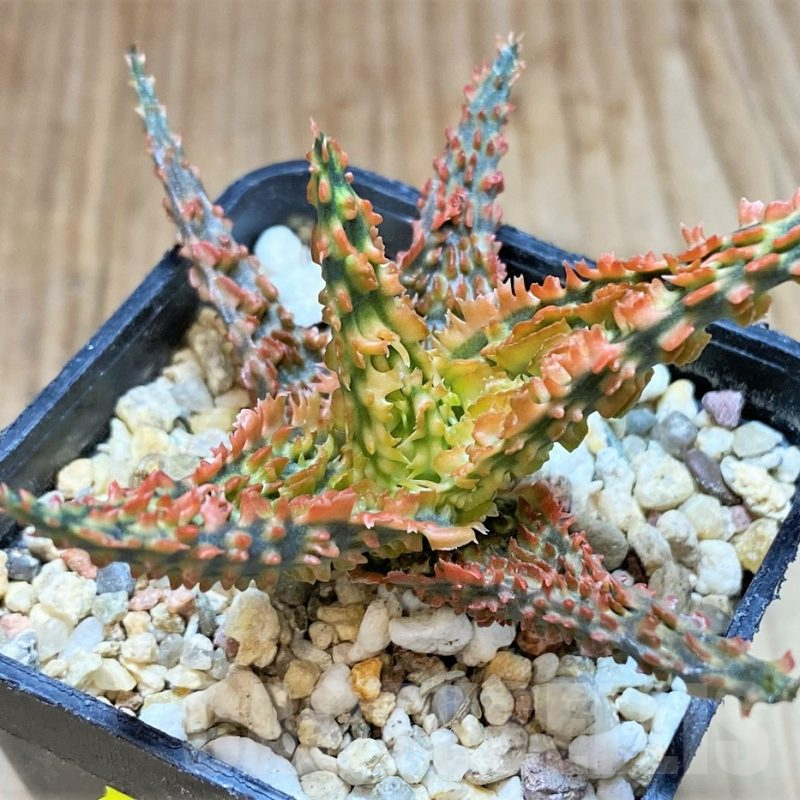 SH4495 Aloe TCT hybrid