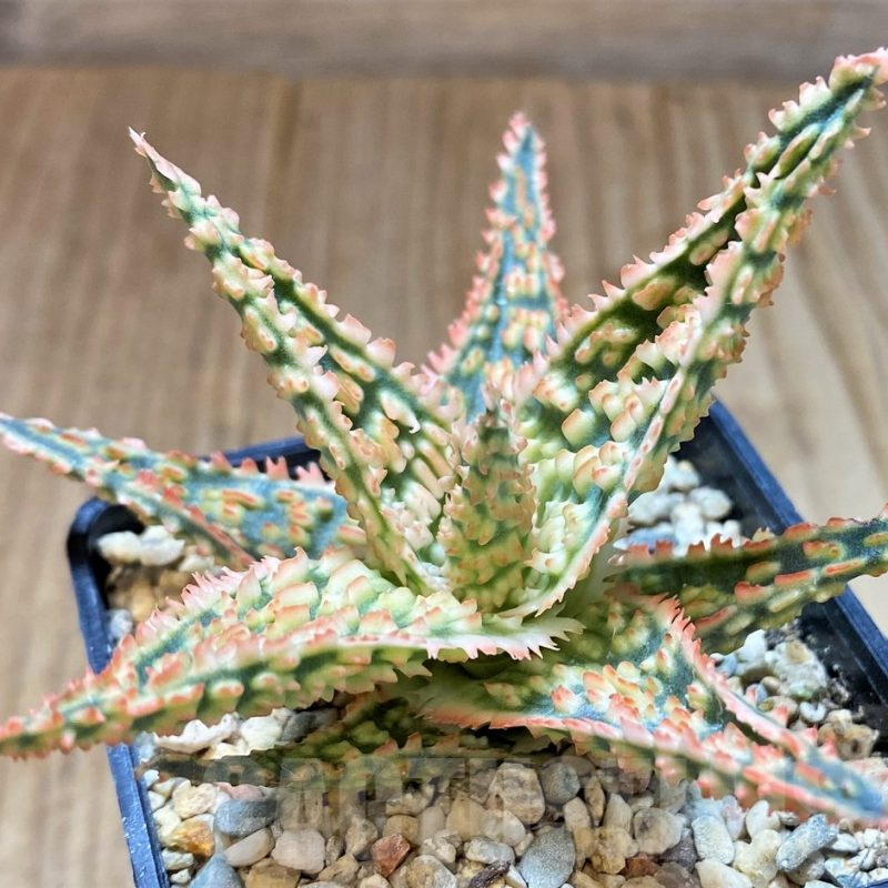 SH4497 Aloe TCT hybrid