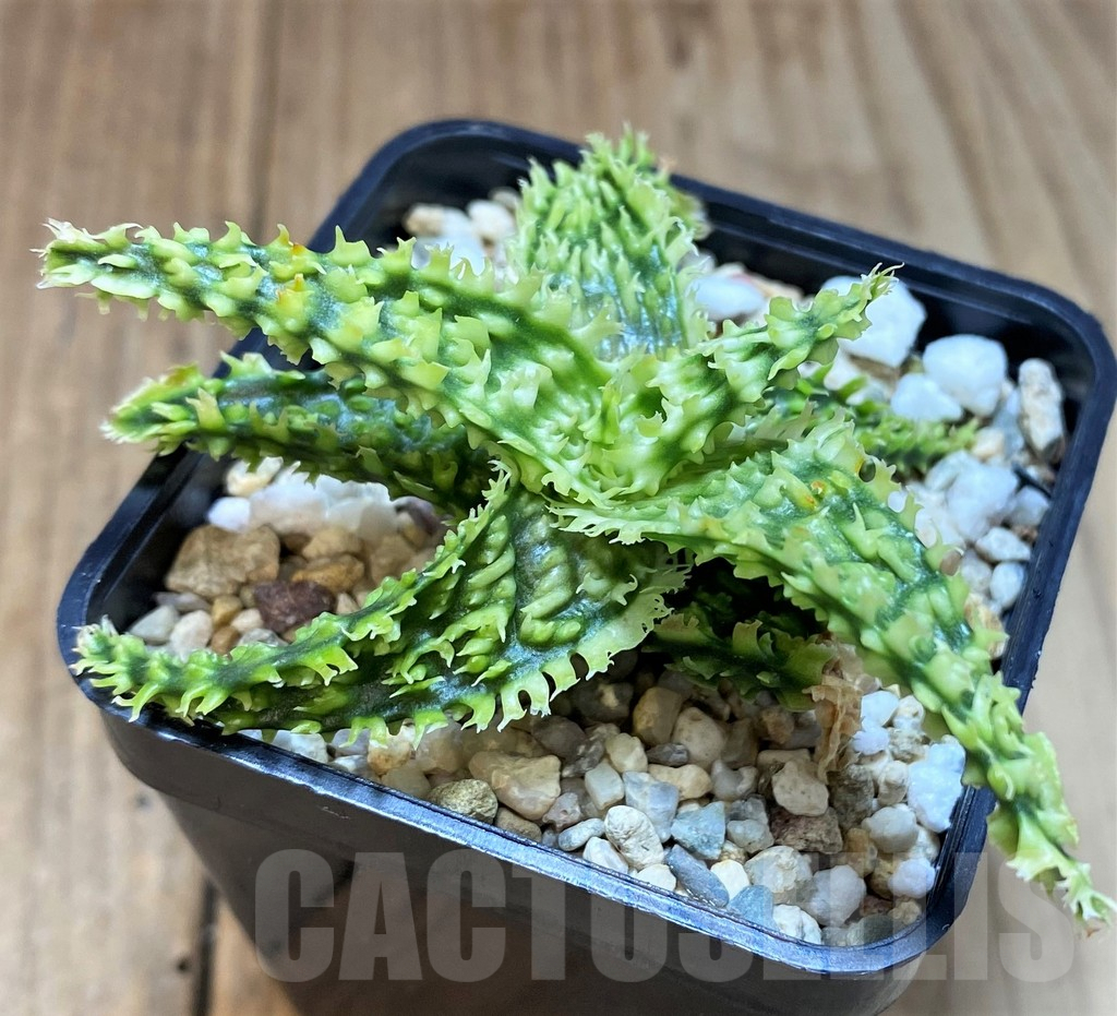 SH4500 Aloe TCT hybrid