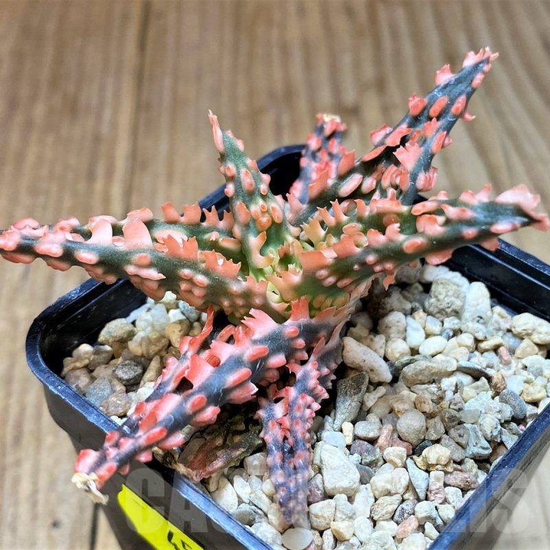 SH4504 Aloe TCT hybrid
