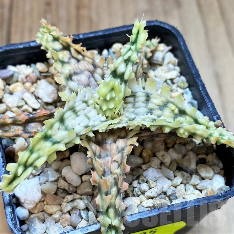 SH4505 Aloe TCT hybrid