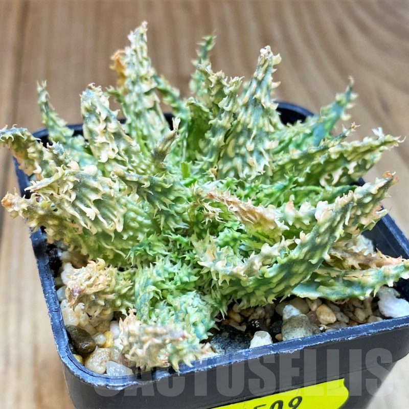 SH4509 Aloe TCT hybrid f. cristata