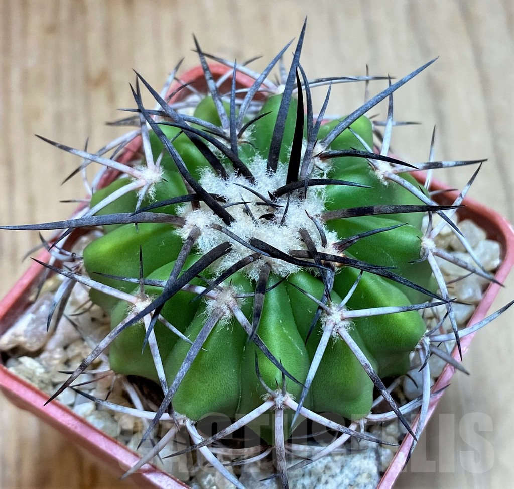 SH5977 Discocactus alteolens MH587 -Buena Vista-, own roots, seedling