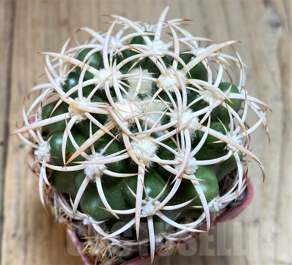 SH6007 Discocactus petr-halfari MH725 -E Juazeiro-, own roots, seedling