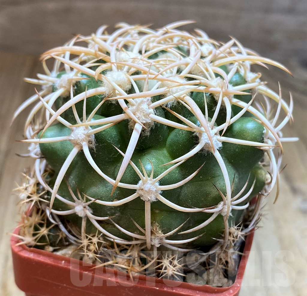 SH6007 Discocactus petr-halfari MH725 -E Juazeiro-, own roots, seedling - Image 2