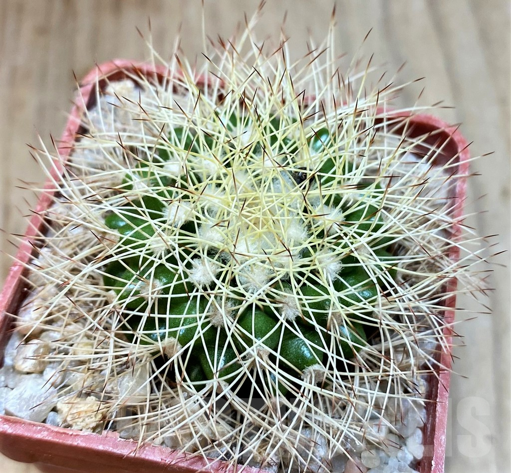 SH6008 Discocactus horstiorum MH738 -Bahia, Minas de Mimosa-, own roots, seedling - Image 2