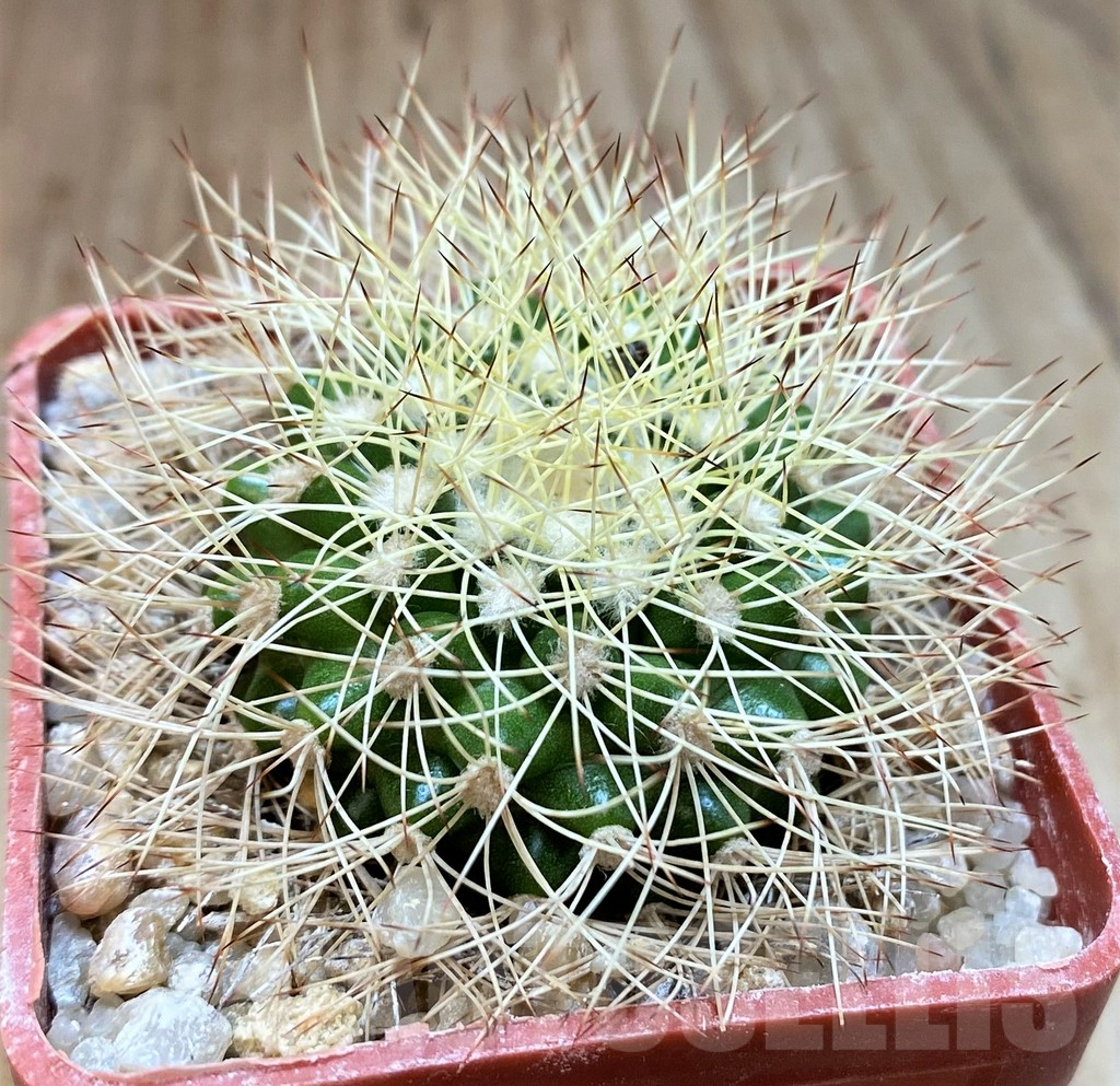 SH6008 Discocactus horstiorum MH738 -Bahia, Minas de Mimosa-, own roots, seedling