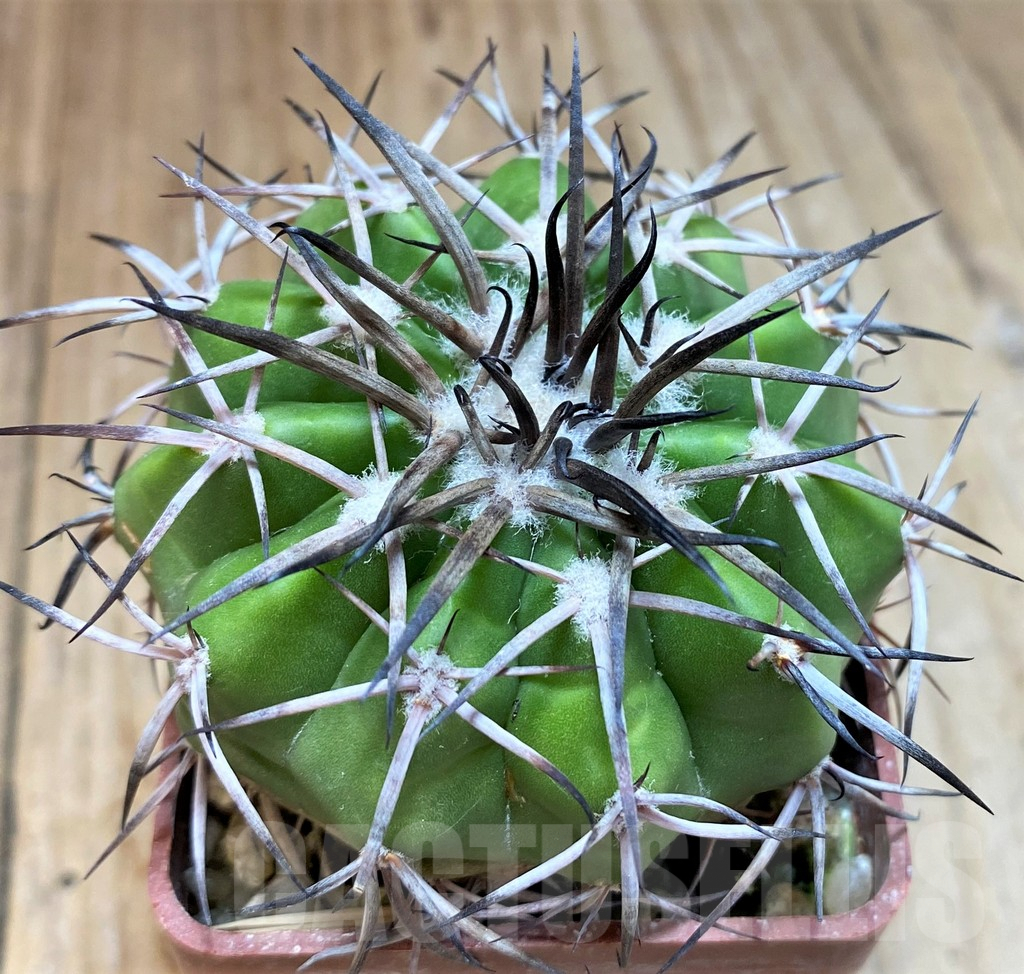 SH6009 Discocactus alteolens MH596 aff. -Bahia, E Mendanha', own roots, seedling