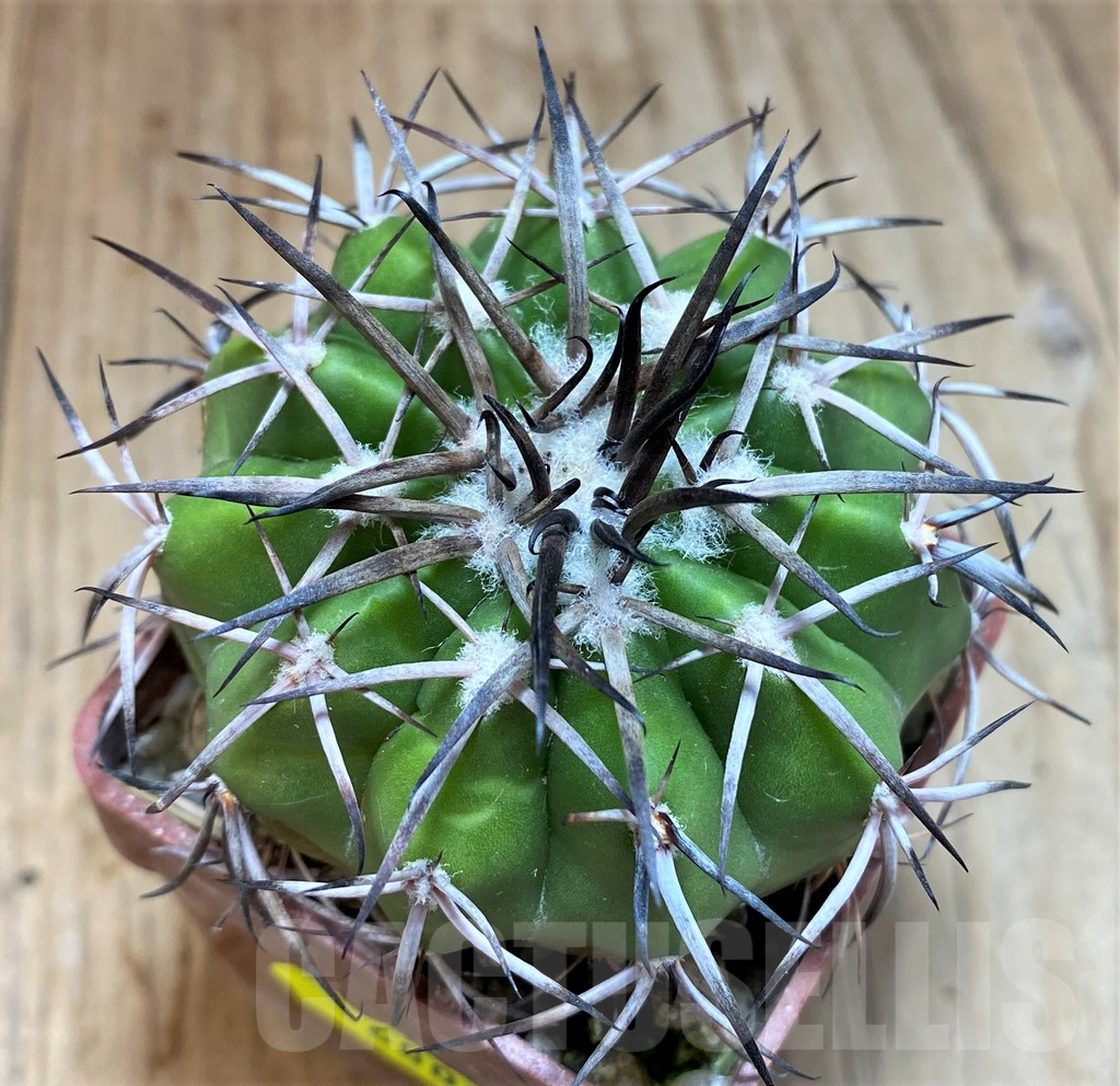 SH6009 Discocactus alteolens MH596 aff. -Bahia, E Mendanha', own roots, seedling - Image 2