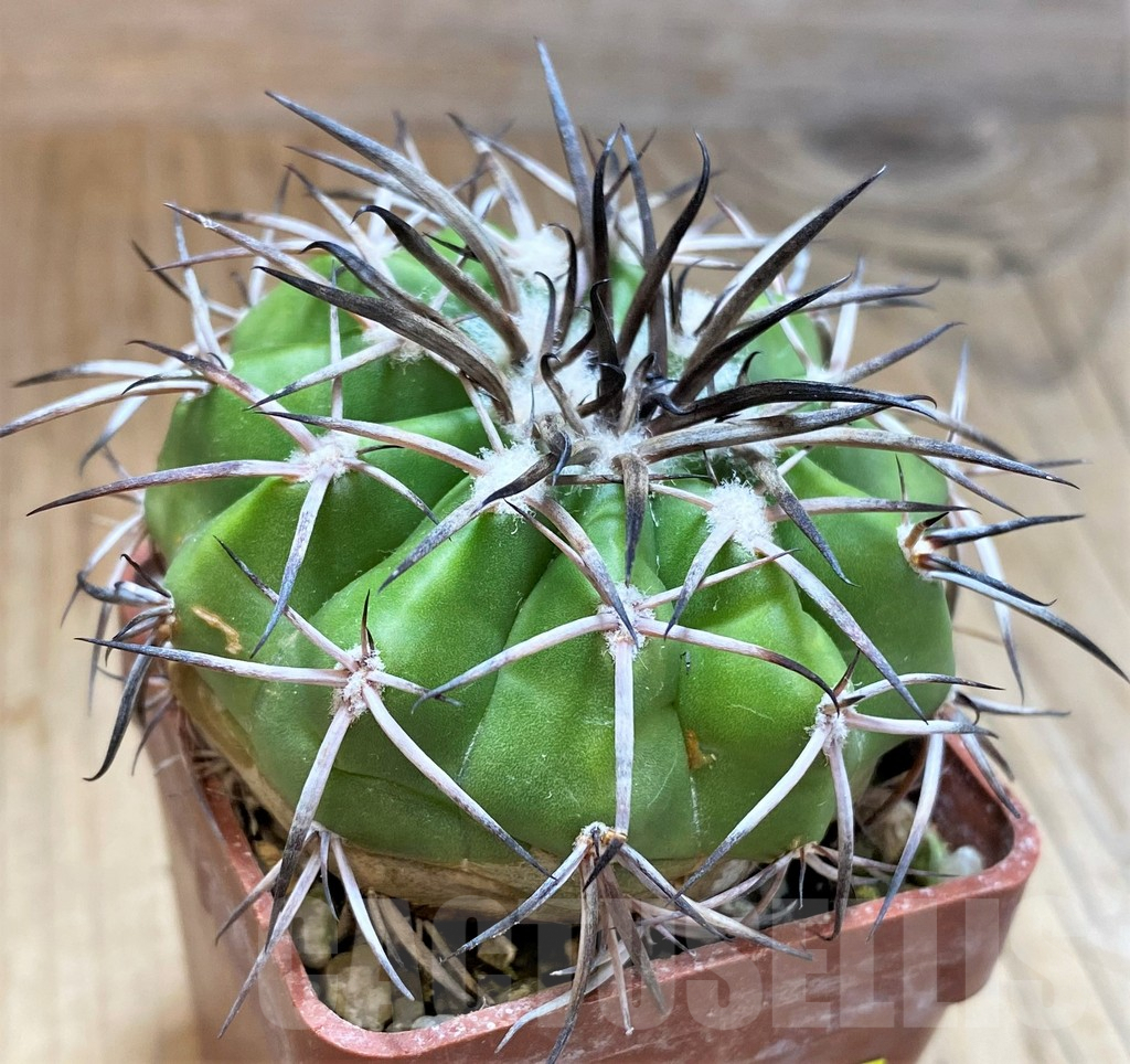 SH6009 Discocactus alteolens MH596 aff. -Bahia, E Mendanha', own roots, seedling - Image 3