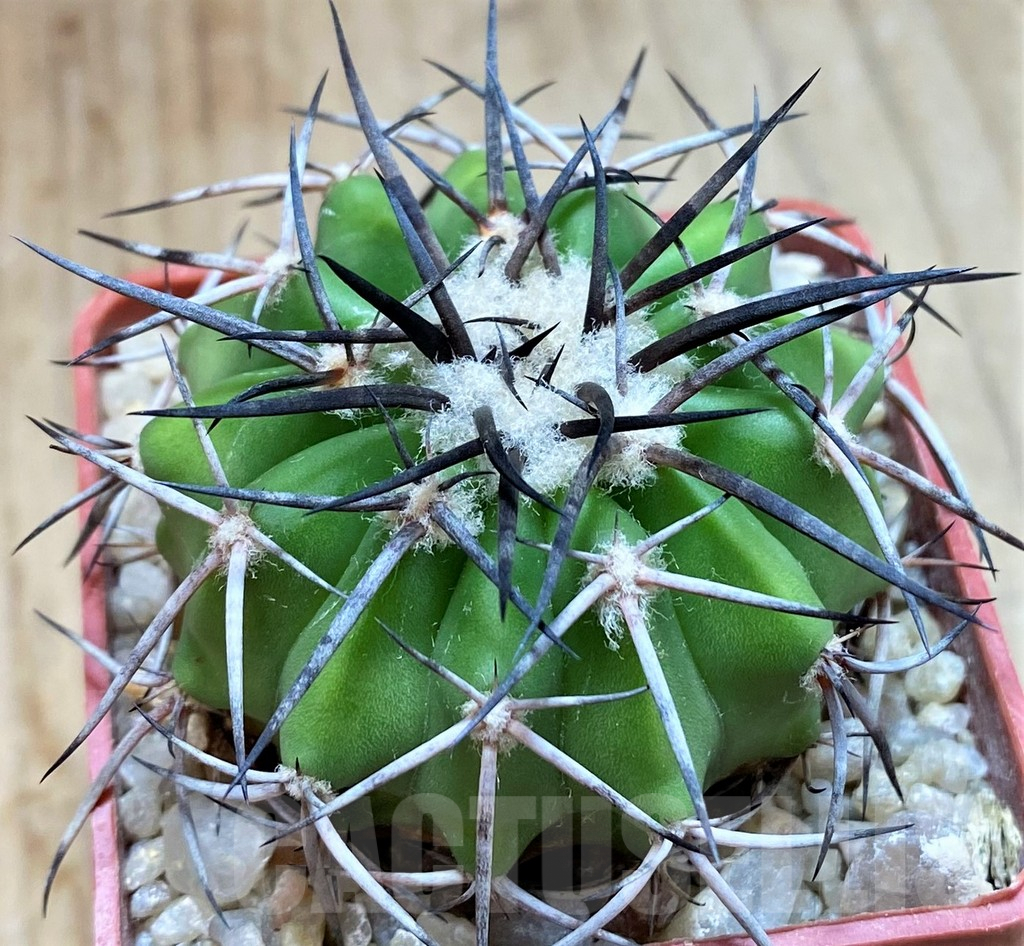 SH5977 Discocactus alteolens MH587 -Buena Vista-, own roots, seedling - Image 2