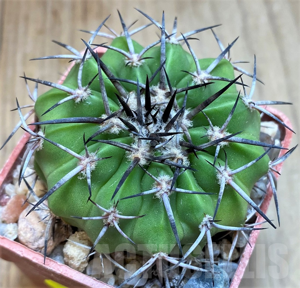 SH6010 Discocactus alteolens MH587 -Buena Vista-,own roots, seedling