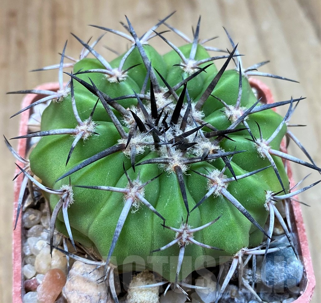 SH6010 Discocactus alteolens MH587 -Buena Vista-,own roots, seedling - Image 2