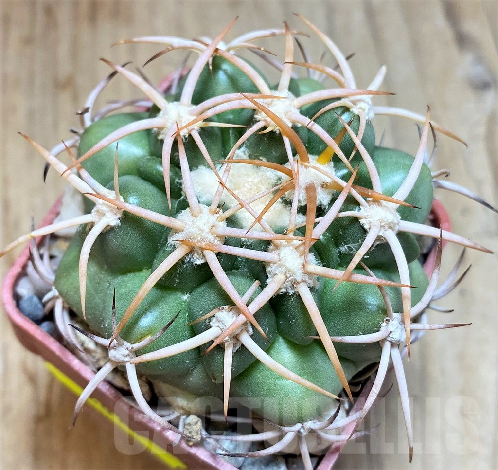 SH6011 Discocactus petr-halfari MH725 -E Juazeiro-, own roots, seedling