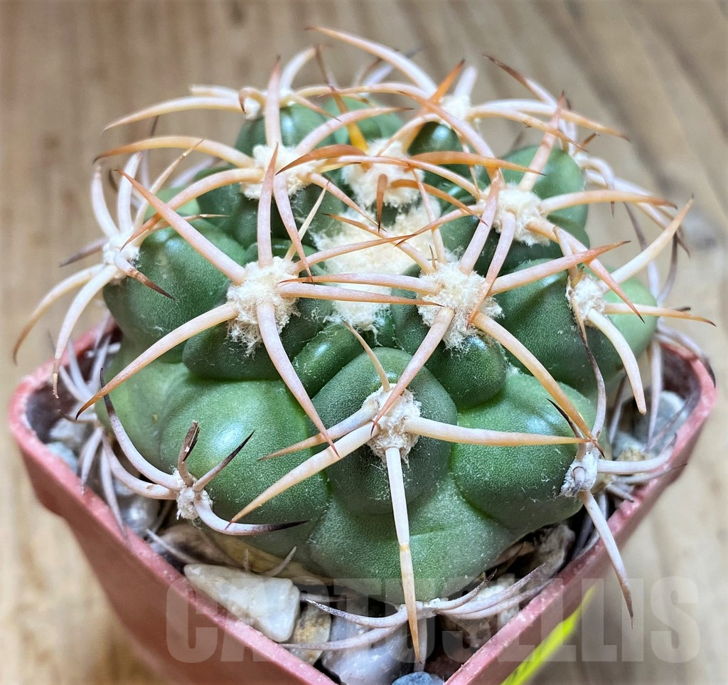 SH6011 Discocactus petr-halfari MH725 -E Juazeiro-, own roots, seedling – Bild 2