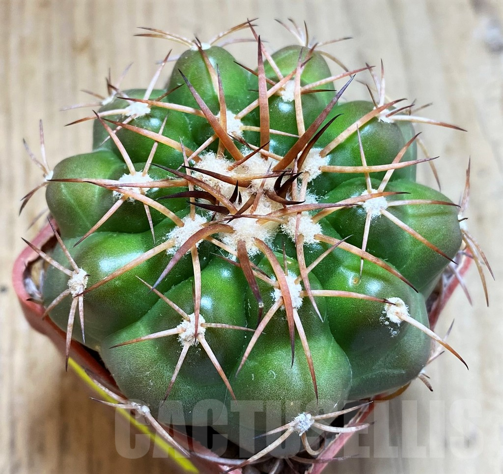 SH6016 Discocactus cangaensis MH886 -N Ipora, Goiás-, own roots, seedling