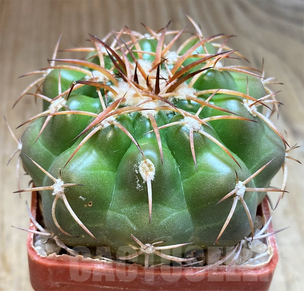 SH6016 Discocactus cangaensis MH886 -N Ipora, Goiás-, own roots, seedling - 画像 (2)