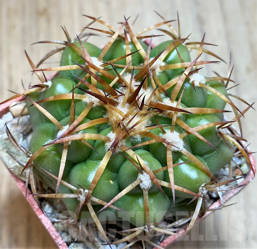 SH5978 Discocactus cangaensis MH886 -N Ipora, Goiás-, own roots, seedling