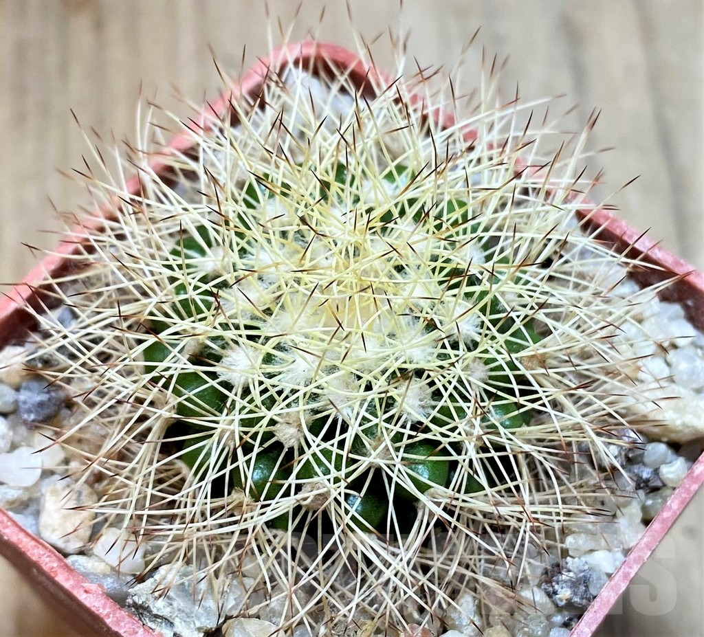 SH6017 Discocactus horstiorum MH738 -Bahia, Minas de Mimosa-, own roots, seedling