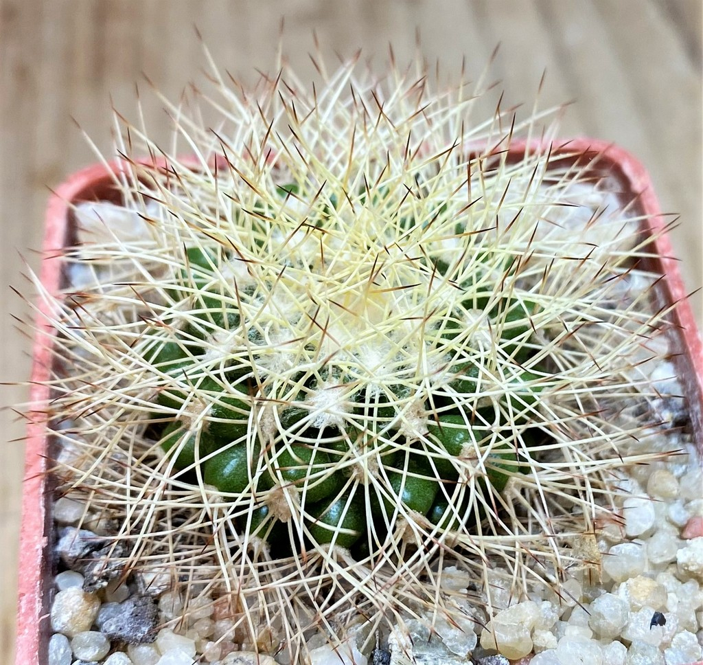 SH6017 Discocactus horstiorum MH738 -Bahia, Minas de Mimosa-, own roots, seedling - 画像 (2)