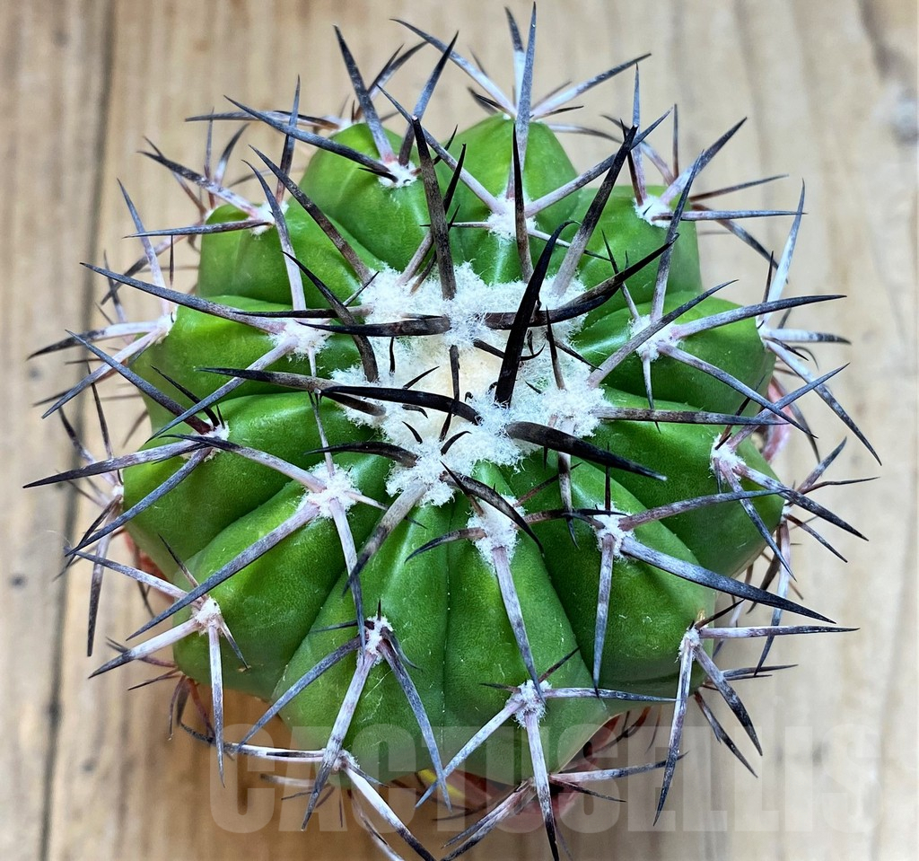 SH6018 Discocactus alteolens MH596 aff. -Bahia, E Mendanha’, own roots, seedling