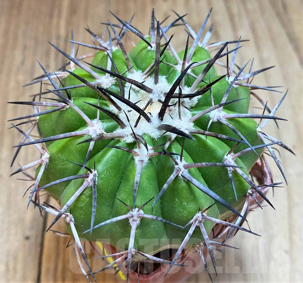 SH6018 Discocactus alteolens MH596 aff. -Bahia, E Mendanha’, own roots, seedling - Image 3