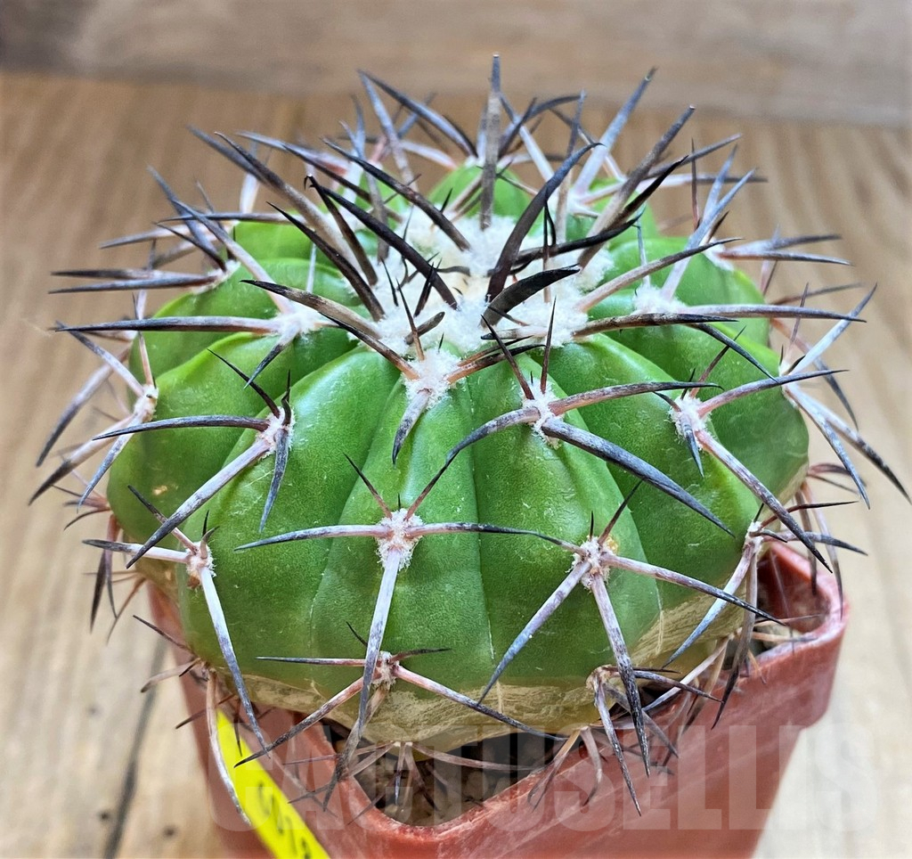 SH6018 Discocactus alteolens MH596 aff. -Bahia, E Mendanha’, own roots, seedling - Image 2