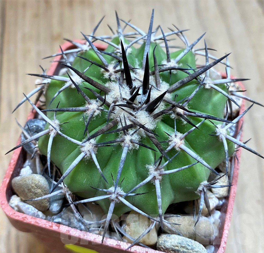 SH6019 Discocactus alteolens MH596 -Buena Vista’, own roots, seedling - Imagen 2