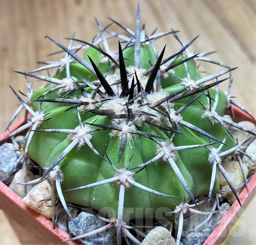 SH6019 Discocactus alteolens MH596 -Buena Vista’, own roots, seedling