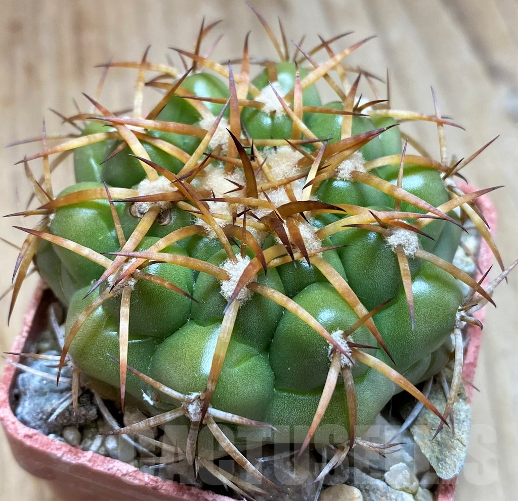 SH5978 Discocactus cangaensis MH886 -N Ipora, Goiás-, own roots, seedling - Зображення 2