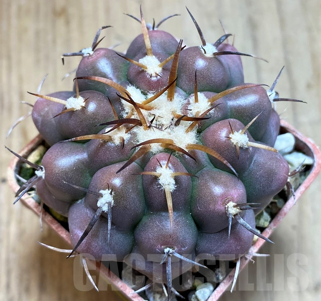 SH6021 Discocactus prominentigibbus MH892 -Formosa do Araguaia-, own roots, seedling