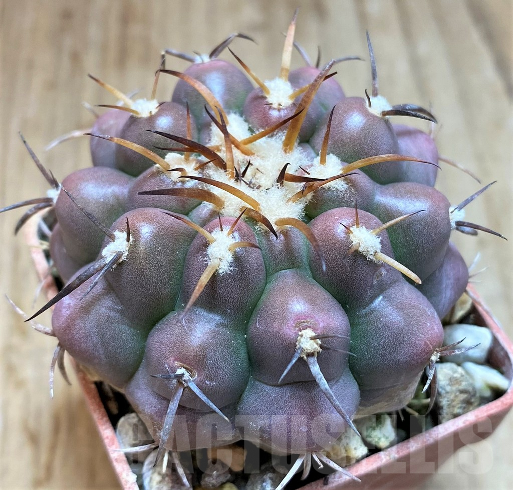 SH6021 Discocactus prominentigibbus MH892 -Formosa do Araguaia-, own roots, seedling - Image 2