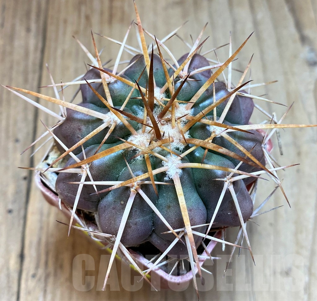 SH6022 Discocactus spinosior MH753 -Barreiras, Bahia-, own roots, seedling - Image 2