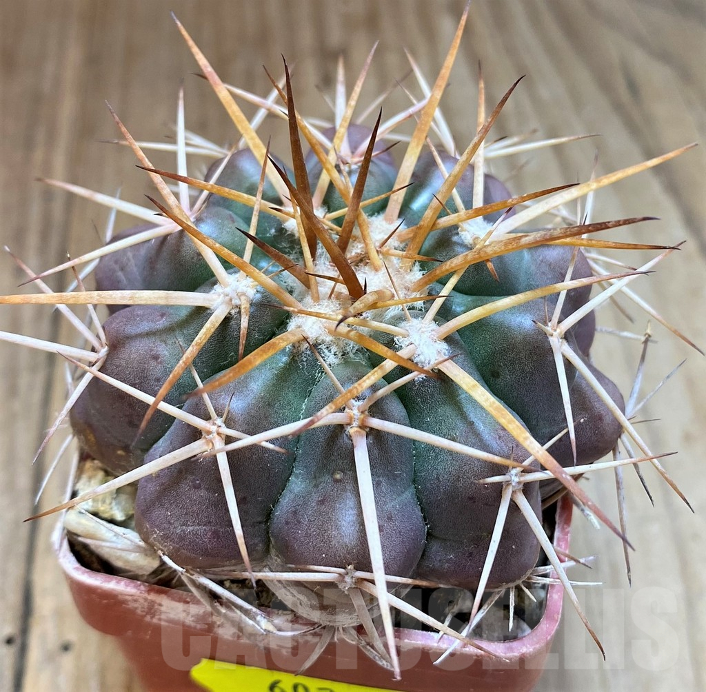 SH6022 Discocactus spinosior MH753 -Barreiras, Bahia-, own roots, seedling