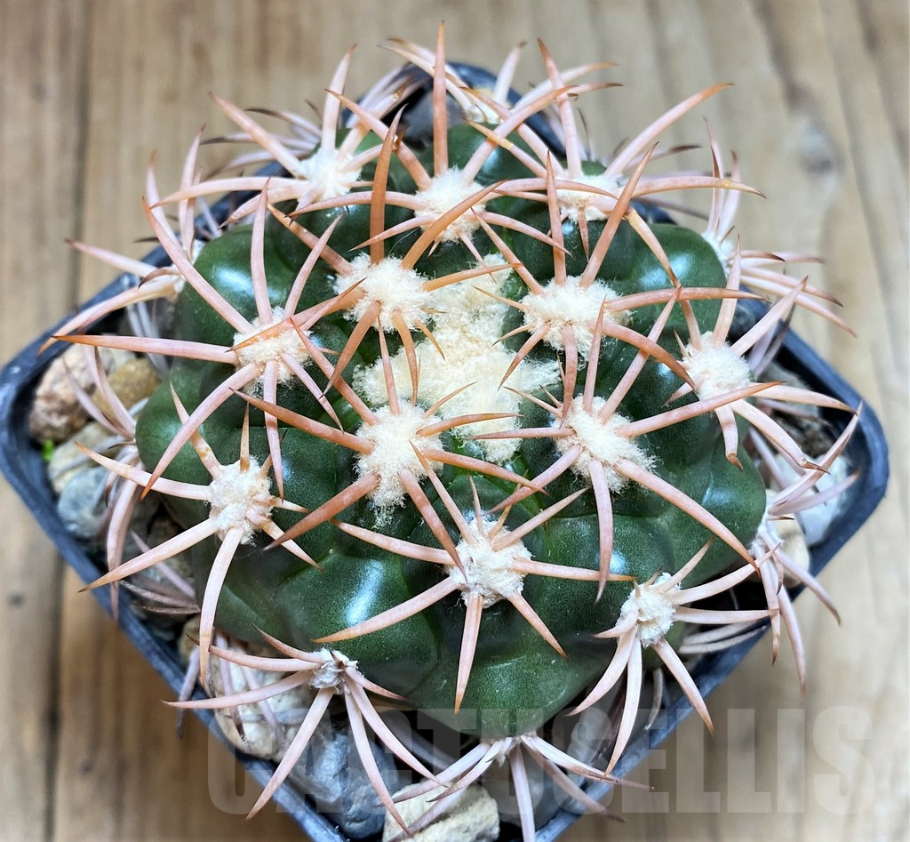 SH6029 Discocactus petr-halfari MH725 -E Juazeiro-, own roots, seedling