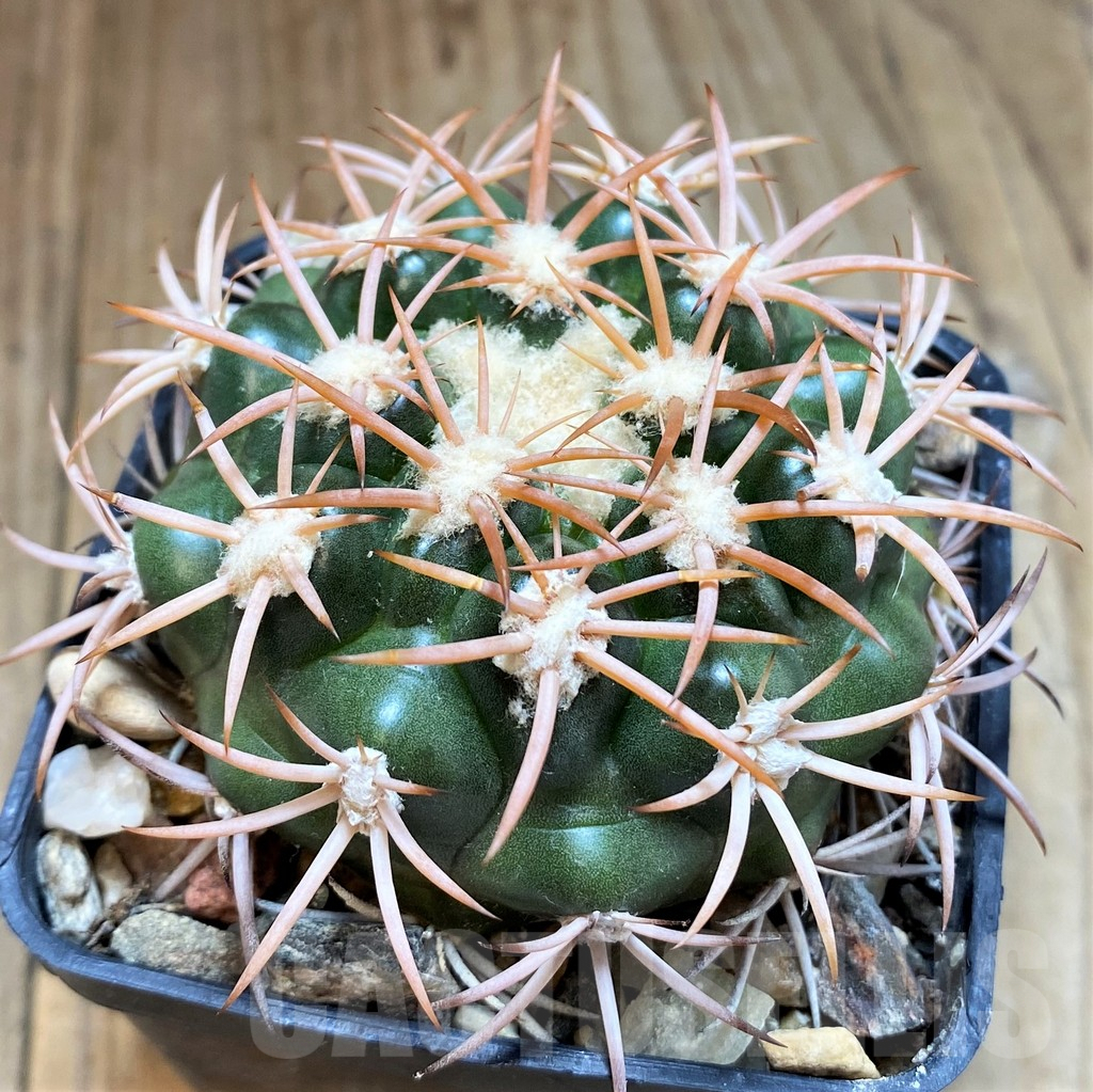 SH6029 Discocactus petr-halfari MH725 -E Juazeiro-, own roots, seedling - Obrázek 2