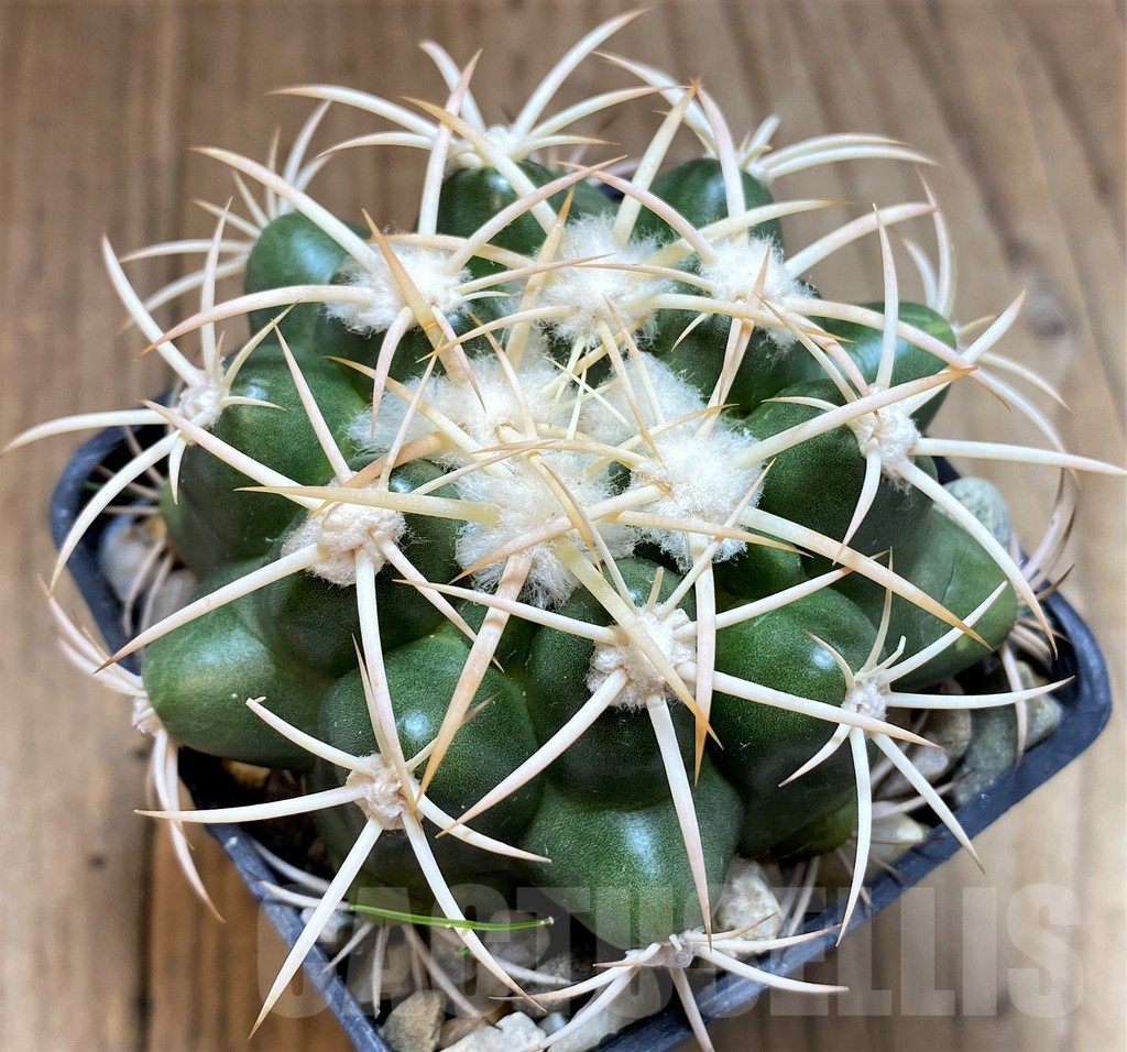 SH6031 Discocactus petr-halfari MH725 -E Juazeiro-, own roots, seedling