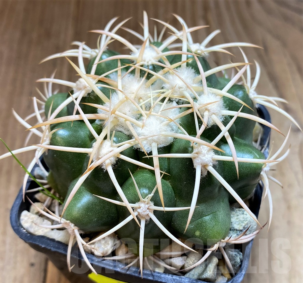 SH6031 Discocactus petr-halfari MH725 -E Juazeiro-, own roots, seedling - Image 2