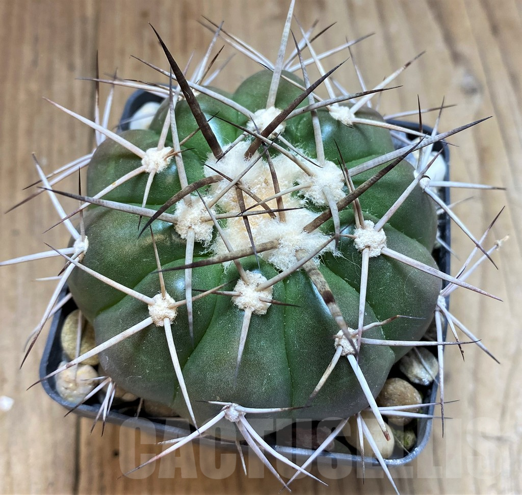 SH6032 Discocactus lindaianus f. minimus MH823, own roots, seedling