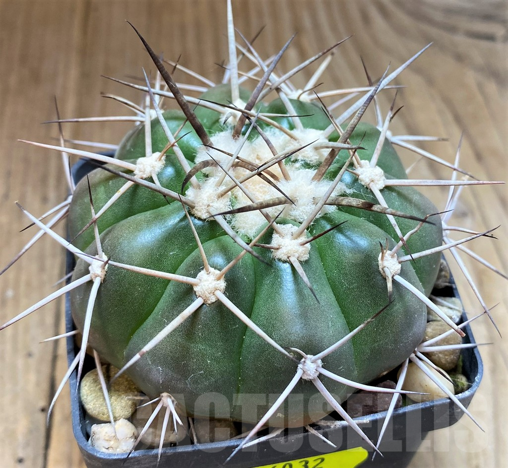 SH6032 Discocactus lindaianus f. minimus MH823, own roots, seedling - Obrázek 2