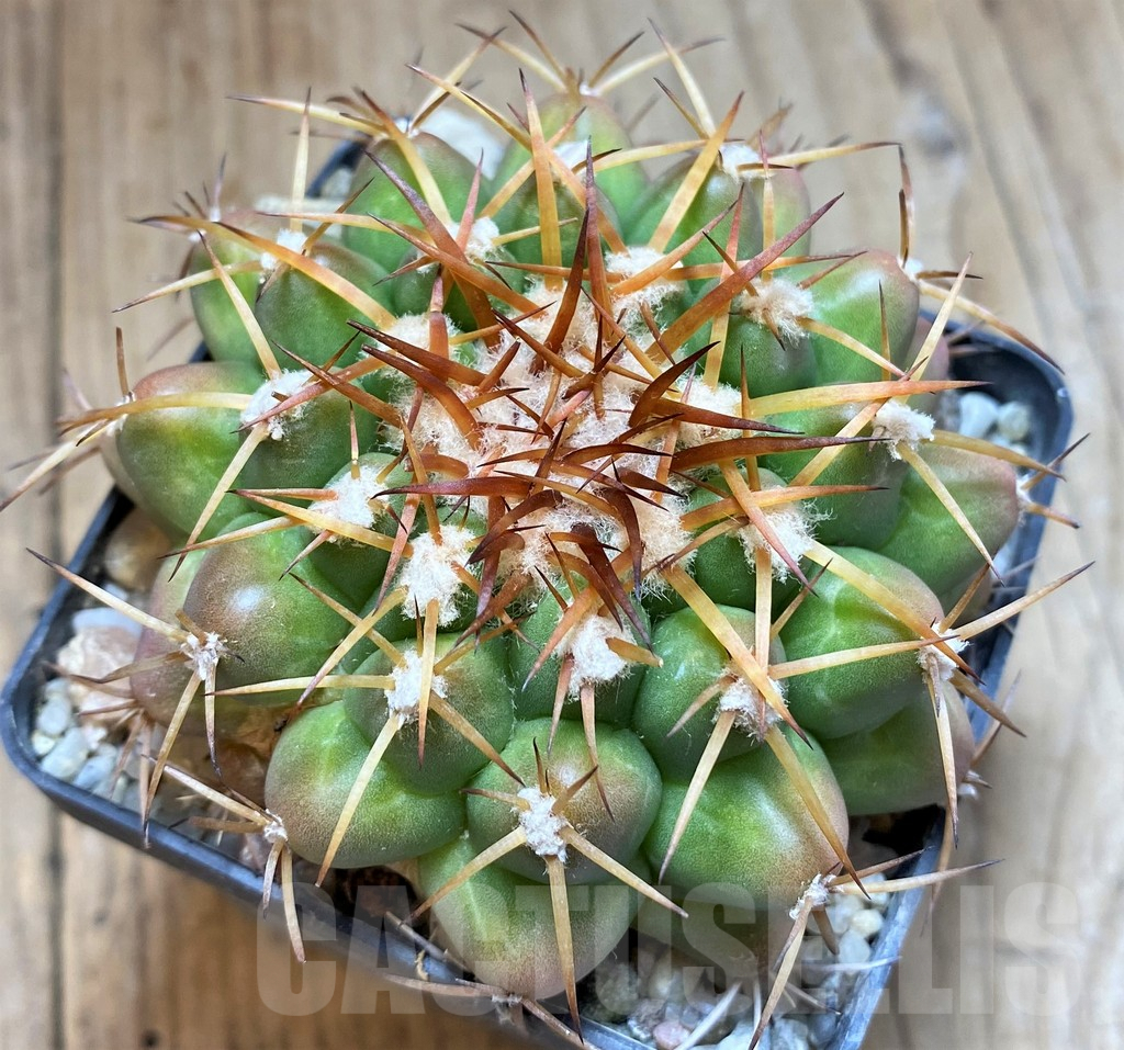 SH6033 Discocactus sp. MH794 -Chacara Laura de Vicuna-, own roots, seedling