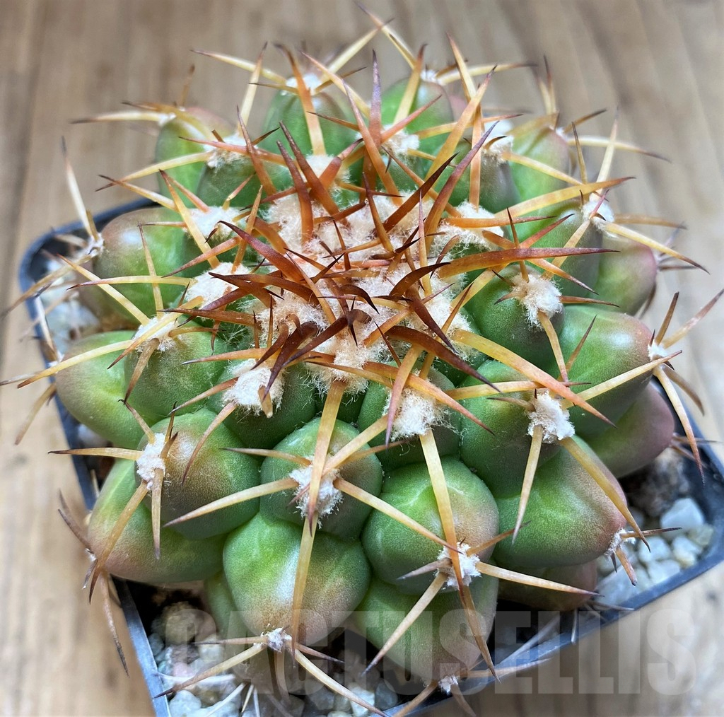 SH6033 Discocactus sp. MH794 -Chacara Laura de Vicuna-, own roots, seedling - 画像 (2)