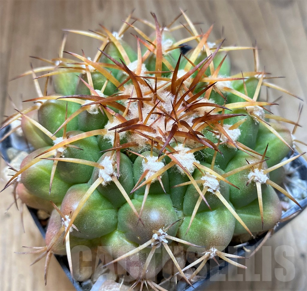 SH6033 Discocactus sp. MH794 -Chacara Laura de Vicuna-, own roots, seedling - 画像 (3)